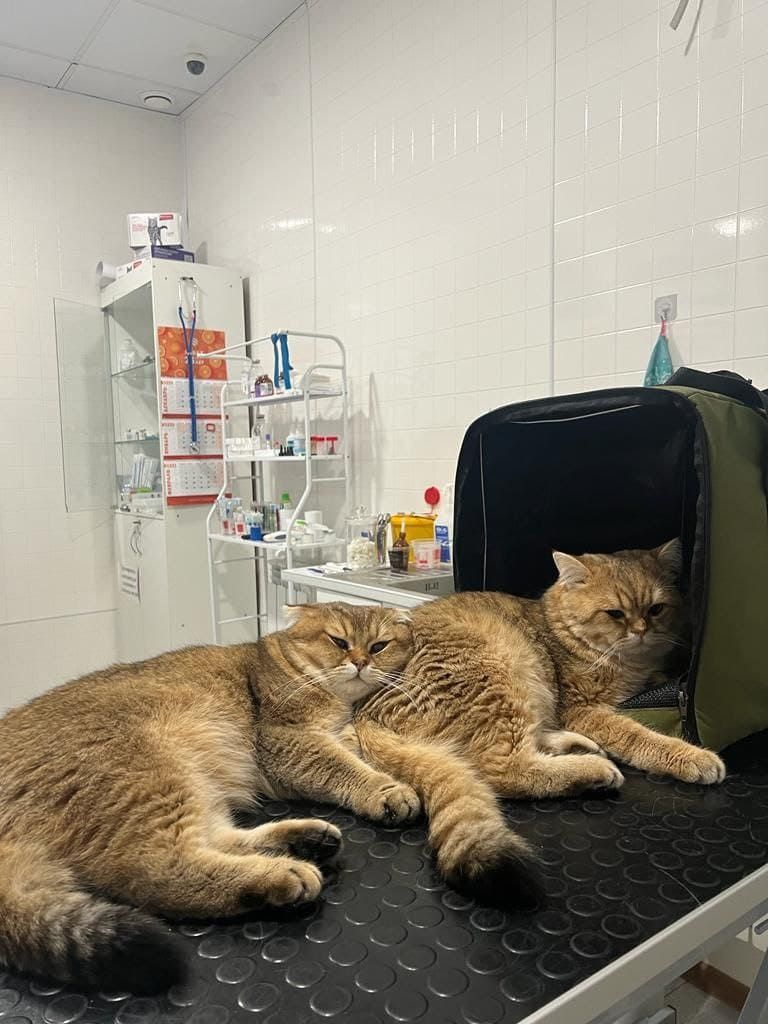 Два британских кота на столе в клинике