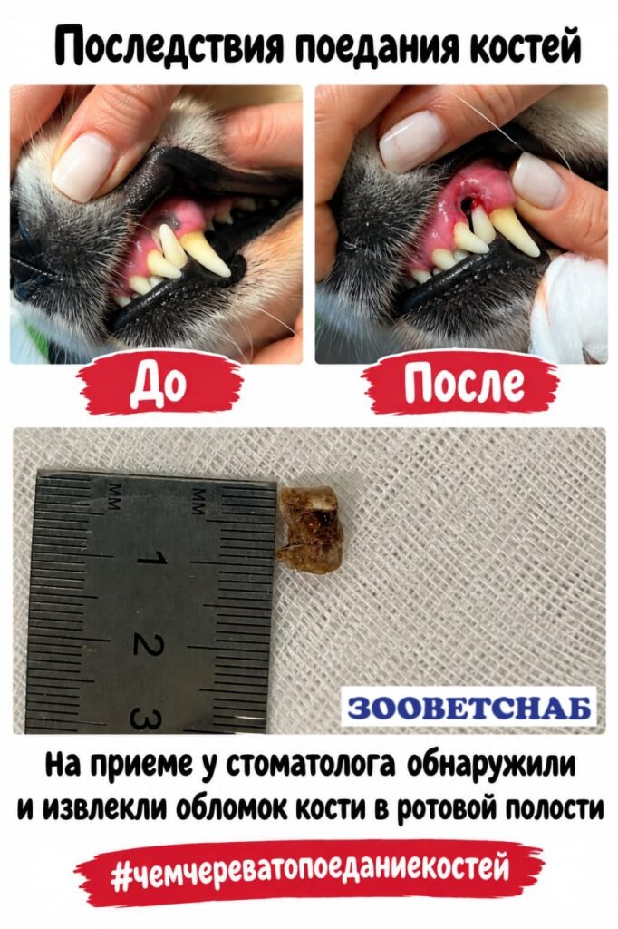 Обломок кости у клыка собаки: десна до и после извлечения на приёме у стоматолога, обломок около 1 см