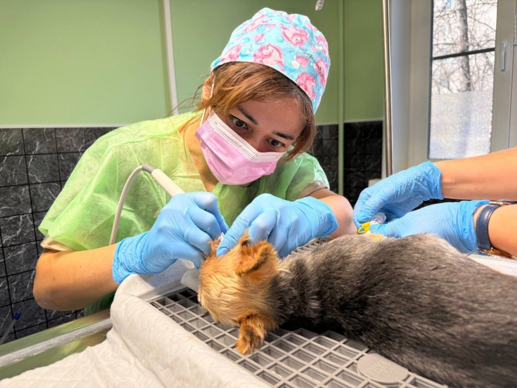 Ветеринарный стоматолог