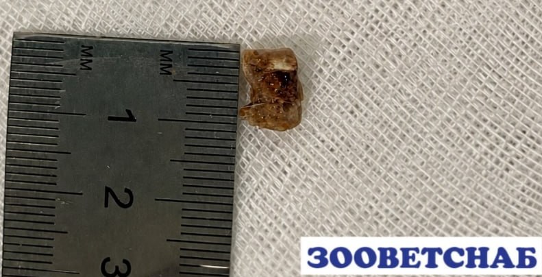 Обломок кости около 1 см рядом с линейкой, извлечён у собаки на приёме стоматолога